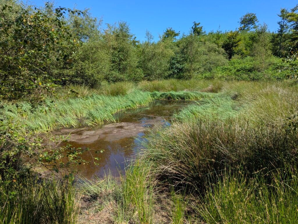 the pool of avarice in the reeds