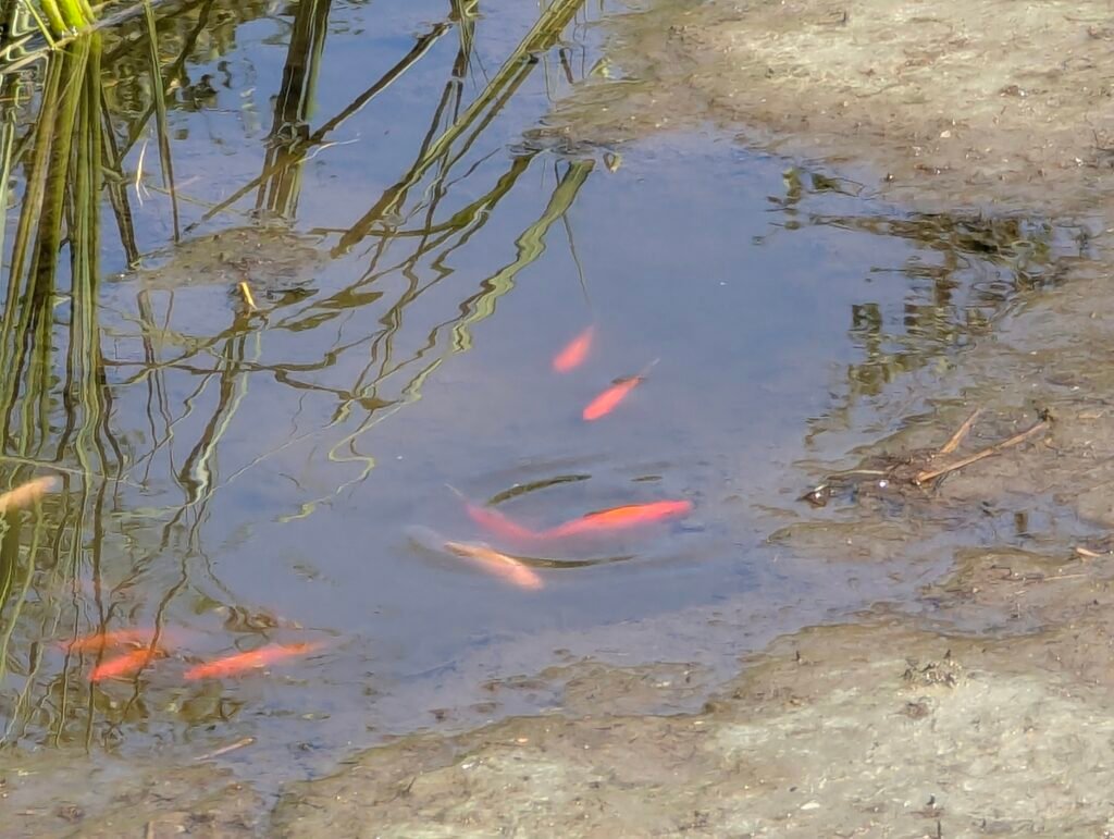 fish in the pool of avarice